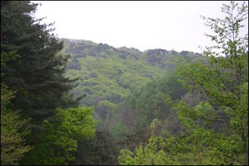 매화산 산기슭의 신록. 